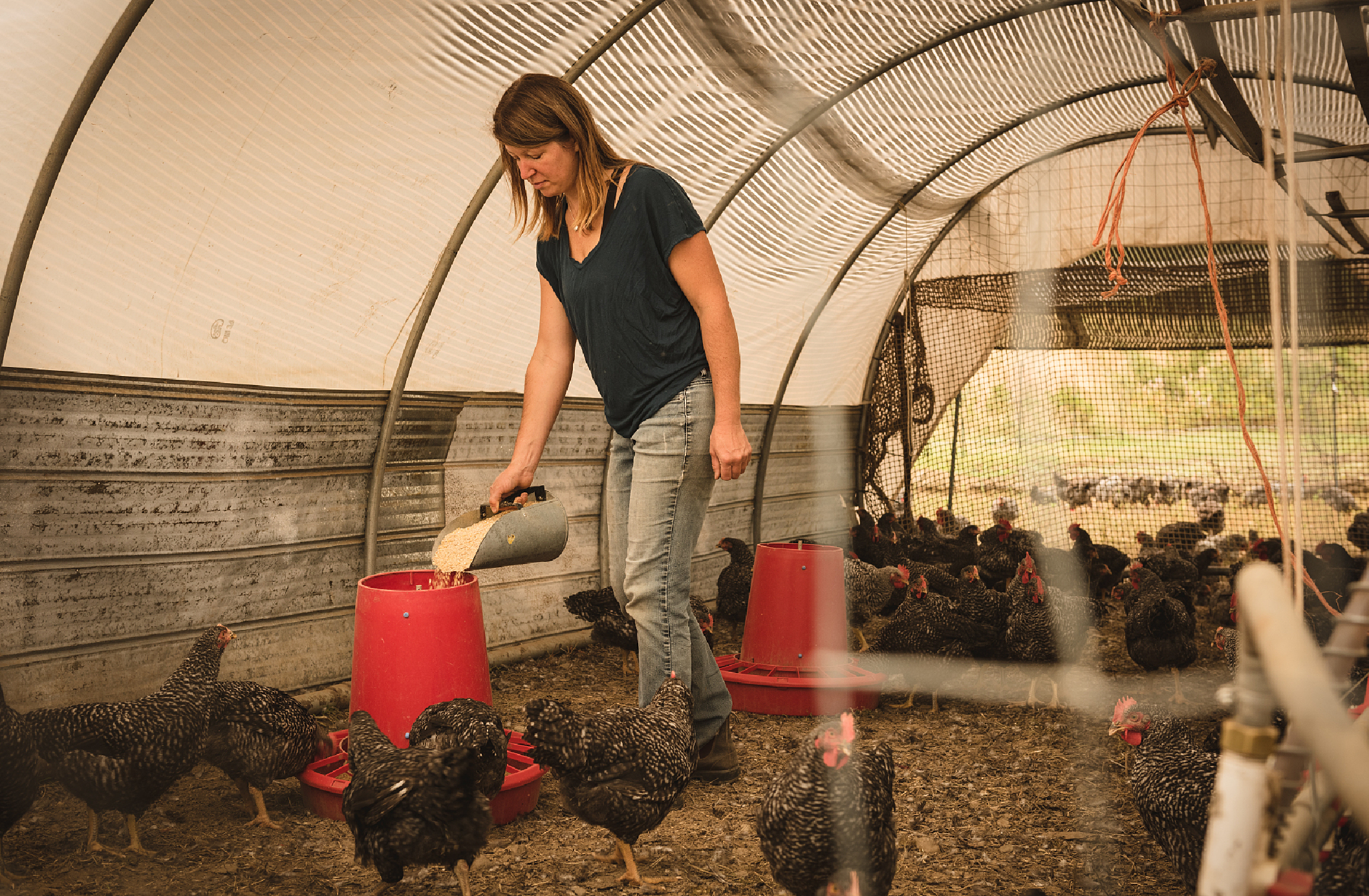 饲料中镉元素的测定-01